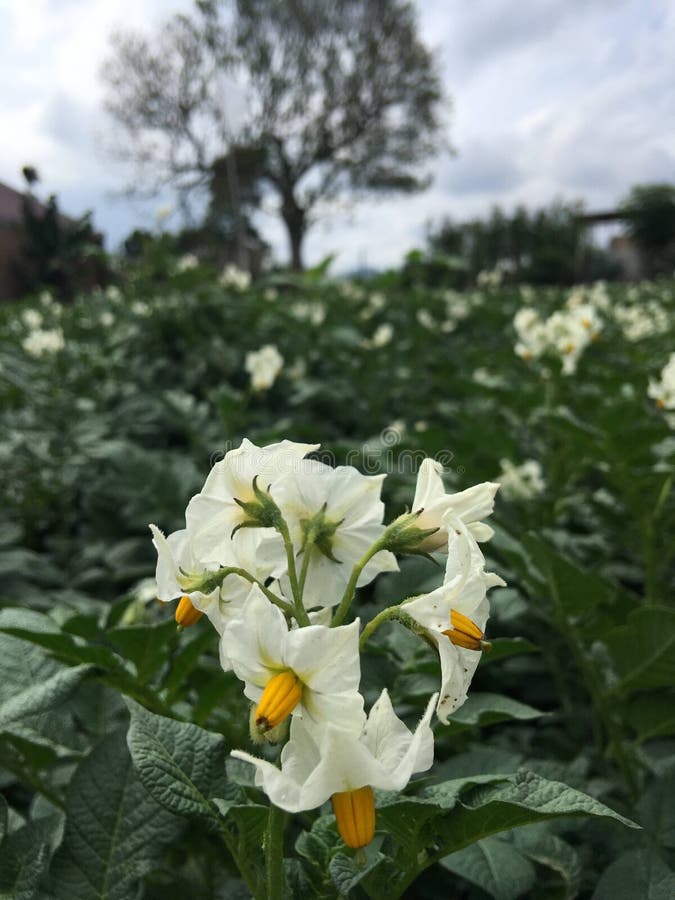 POTATO FLOWER stock photo. Image of plant, beautiful 262072862