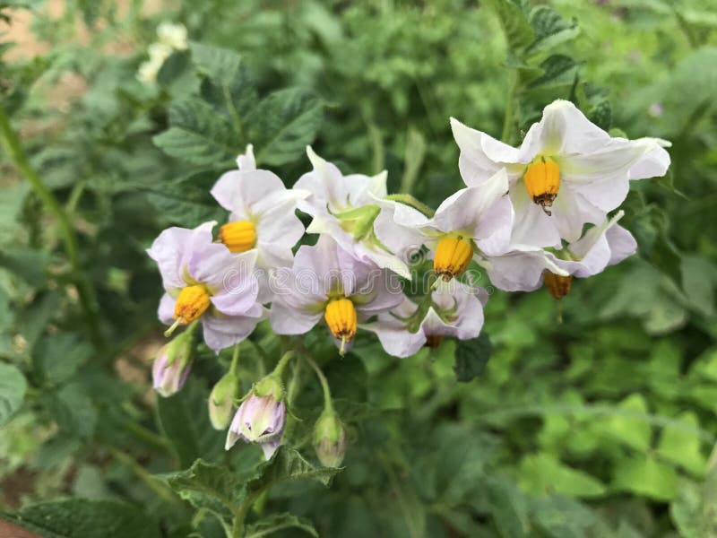 Potato flower stock photo. Image of petunia, leaf, oragflower 95214074