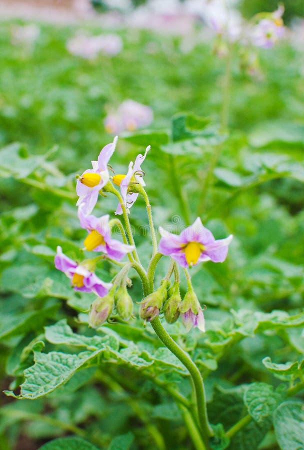 Potato Stalk. White Blooming Flower Stock Image Image of food, leaf