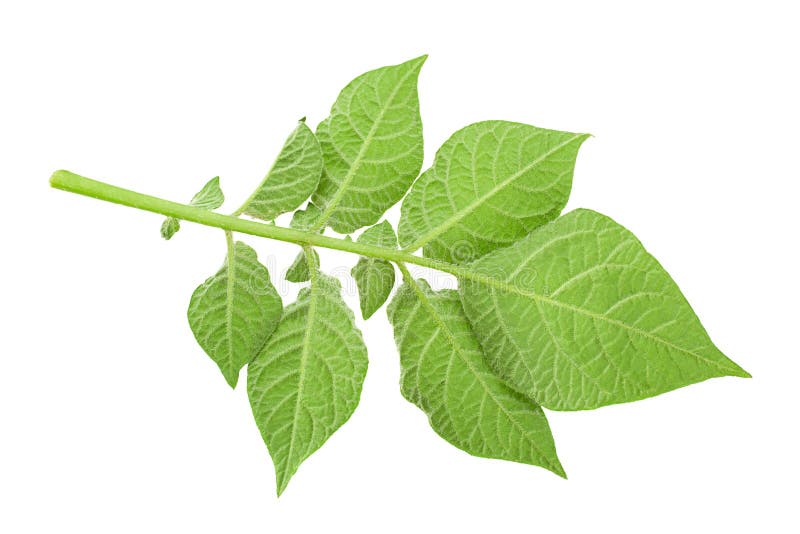 Potato green leaf stock image. Image of potato, agriculture 242853881