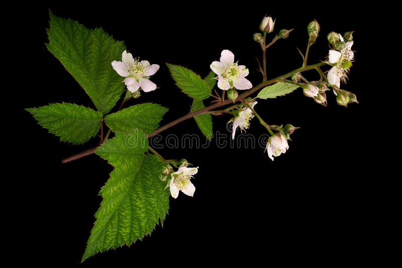 Potato green leaf stock photo. Image of bunch, green 243065348