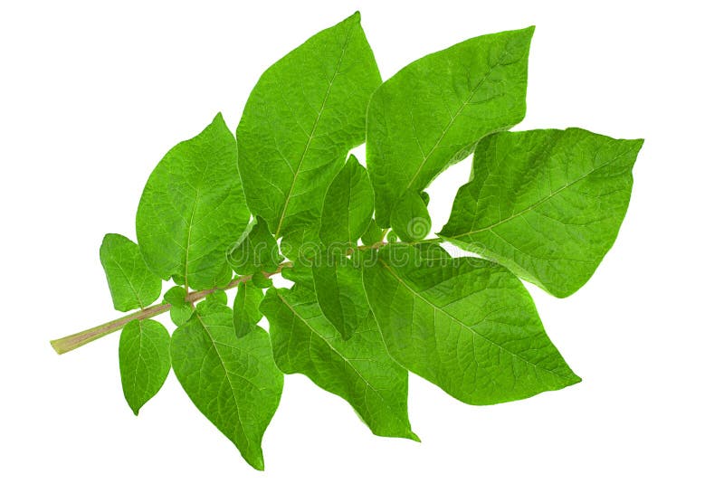 Potato green leaf stock image. Image of isolated, branch 243379963