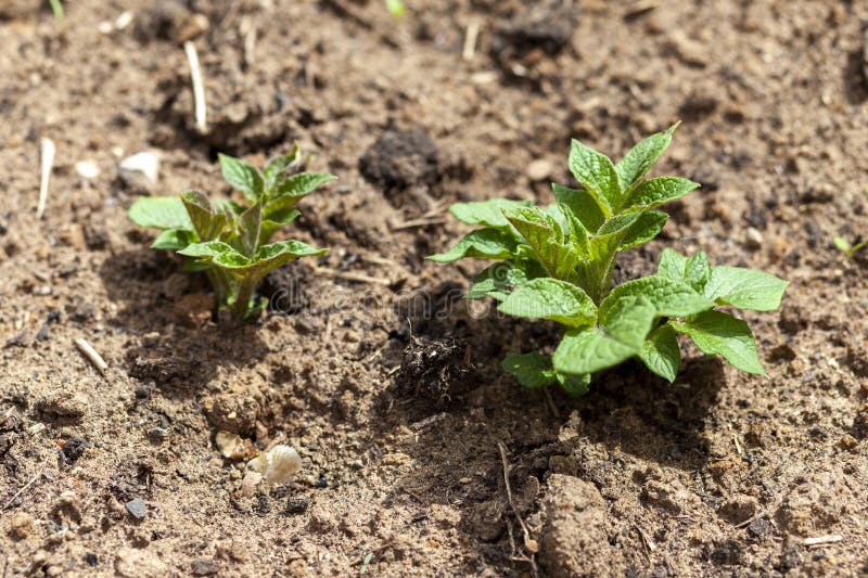 Potato. Green Potato Sprout in a Farmer`s Field Stock Image Image of