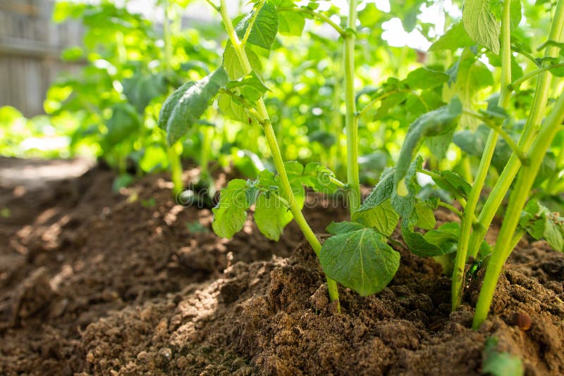 Potato Grow on Beds in Ground Stock Photo Image of field, closeup 141478178