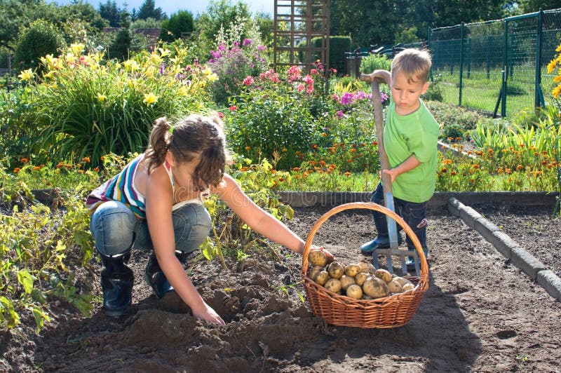 Potato harvest stock photo. Image of girl, farmer, season 37448640