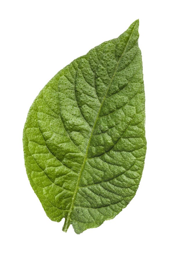 Potato isolated leaves stock image. Image of healthy 137112913