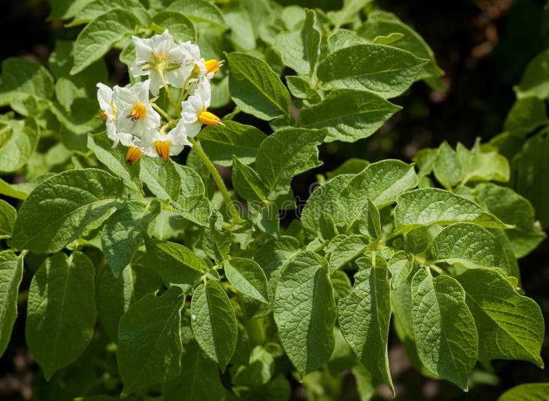 Potato leaves and flowers stock photo. Image of grow 19878902