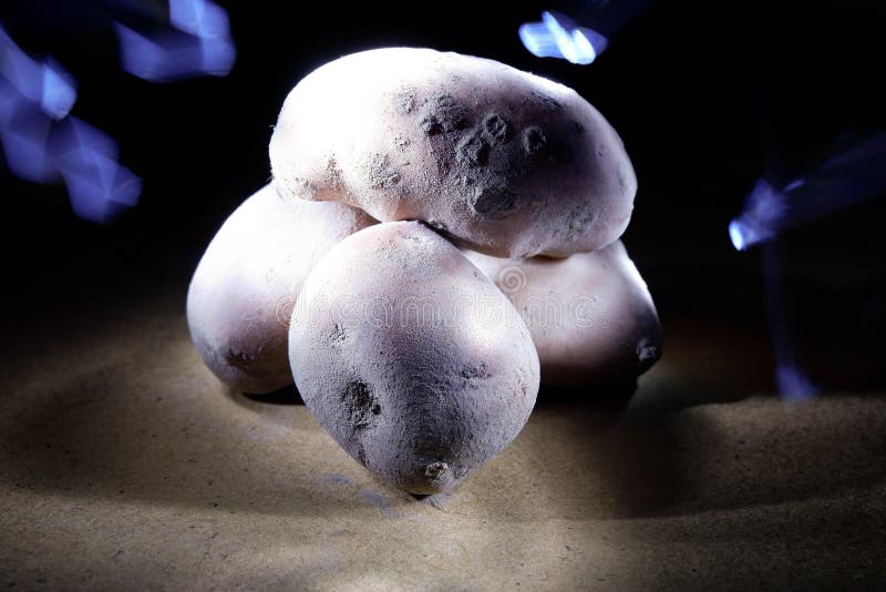 Potato Light stock photo. Image of white, green, socket 4138760