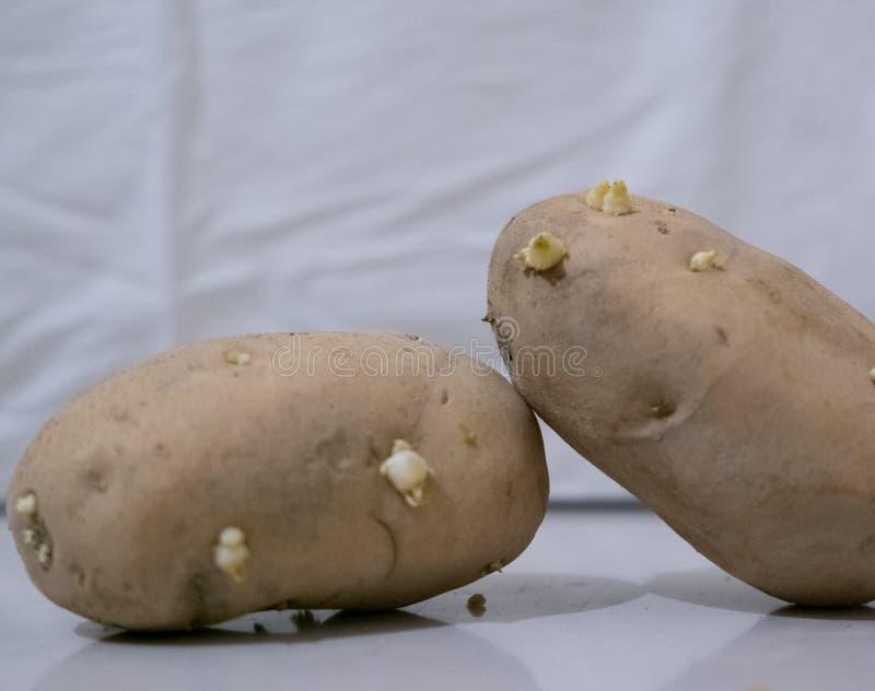 Potato with new buds stock image. Image of snack, fruit 241155133