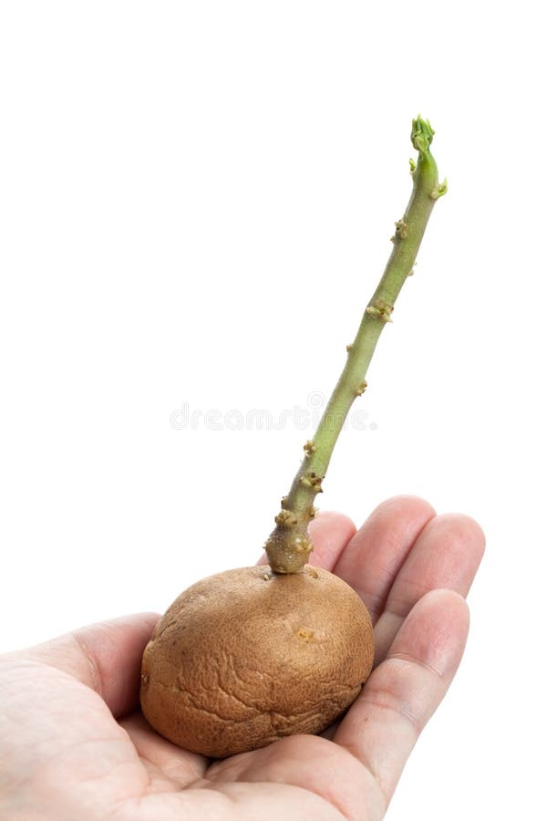 Potato bud stock image. Image of gardening, ground, plant 23551589