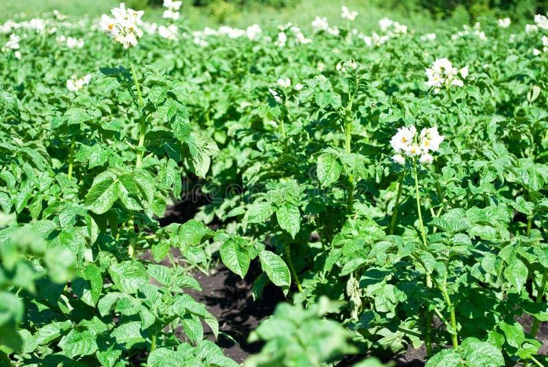 Potato Plant Stock Photography Image 15190302