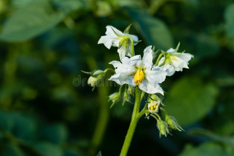 Potato plant flowers stock image. Image of closeup, floral 191246047