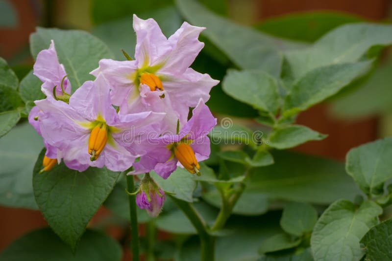 Potato Plant stock photo. Image of cultivated, burbanks 32546728