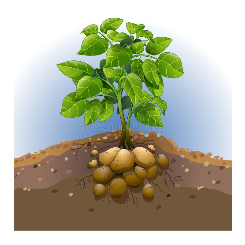 Potato plant stock vector. Illustration of grow, botany 226953945