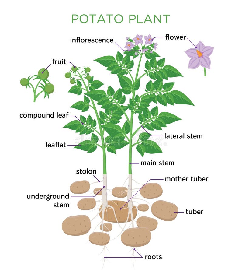 Pea Plant Growth Chart