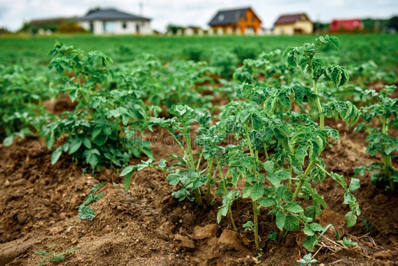 Potato plantations grow in the field. royalty free stock photography