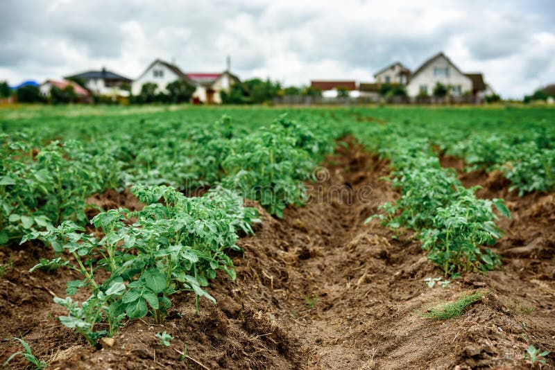 Potato plantations grow in the field. stock photos
