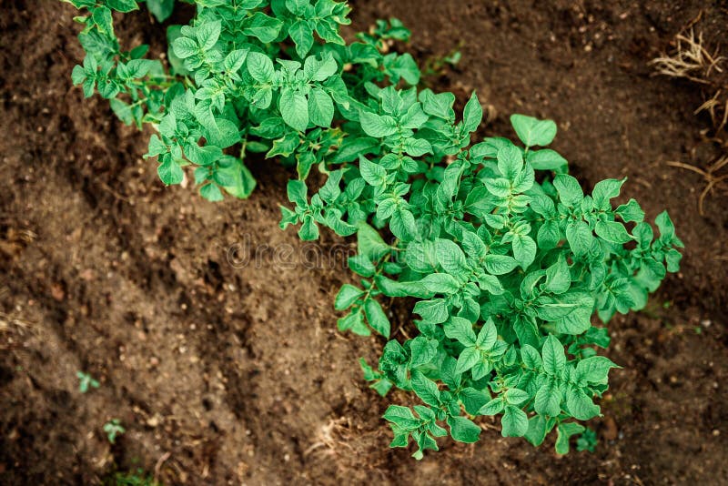 Potato plantations grow in the field. stock photo