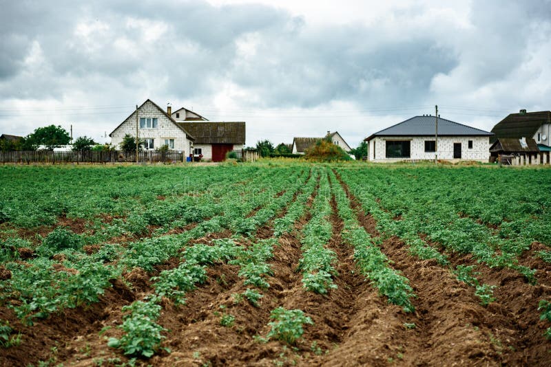 Potato plantations grow in the field. stock images