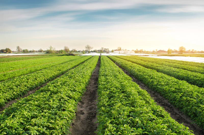 Potato plantations are grow on the field on a sunny day. Growing organic vegetables in the field. Vegetable rows. Agriculture. Farming. Selective focus royalty free stock images Potato plantations are grow on the field on a sunny day. Growing organic vegetables in the field. Vegetable rows. Agriculture. Farming. Selective focus royalty free stock images