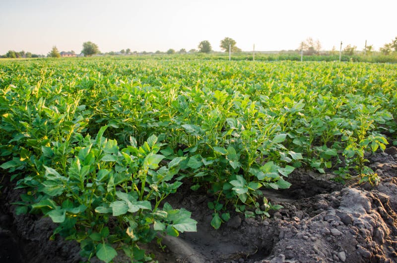 Potato plantations grow in the field. vegetable rows. farming, agriculture. Landscape with agricultural land. crops. royalty free stock photo Potato plantations grow in the field. vegetable rows. farming, agriculture. Landscape with agricultural land. crops. royalty free stock photo
