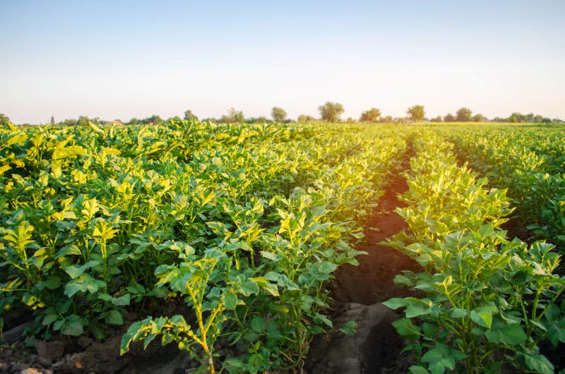 Potato plantations grow in the field. vegetable rows. farming, agriculture. Landscape with agricultural land. crops. royalty free stock images Potato plantations grow in the field. vegetable rows. farming, agriculture. Landscape with agricultural land. crops. royalty free stock images