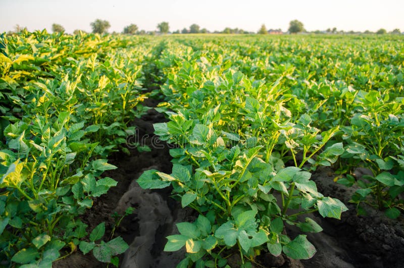 Potato plantations grow in the field. vegetable rows. farming, agriculture. Landscape with agricultural land. crops. royalty free stock photography Potato plantations grow in the field. vegetable rows. farming, agriculture. Landscape with agricultural land. crops. royalty free stock photography