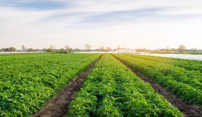 Potato plantations are growing in the field. Organic vegetables. Beautiful agricultural landscape. Farming Agriculture. Selective. Focus royalty free stock photography Potato plantations are growing in the field. Organic vegetables. Beautiful agricultural landscape. Farming Agriculture. Selective. Focus royalty free stock photography