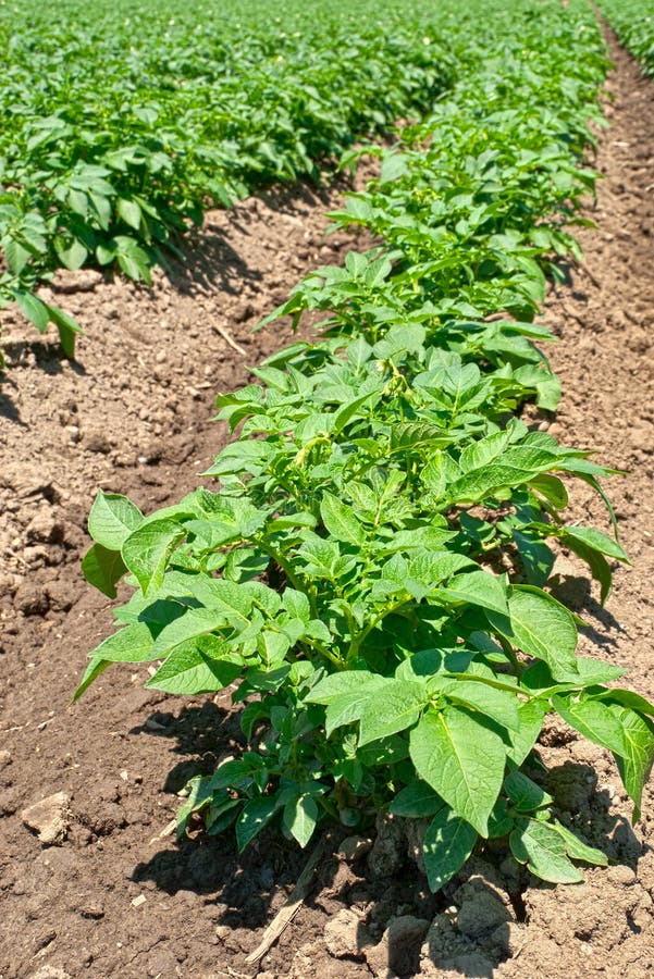 Potato Plants