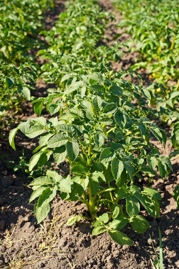 Potato plants