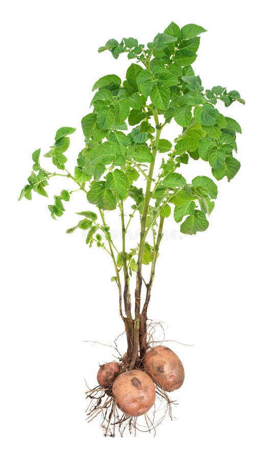 Potato plants