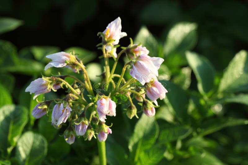 Potato Plants Blooming in a Farm Field. Stock Photo Image of crop
