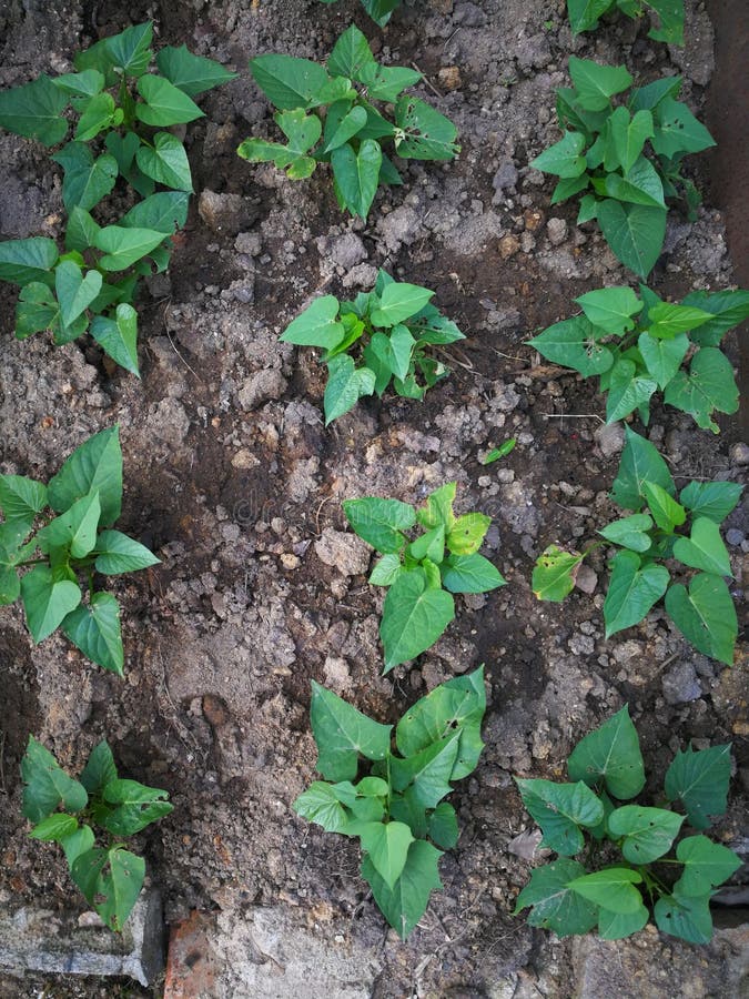 221 Potato Ivy Stock Photos Free & RoyaltyFree Stock Photos from
