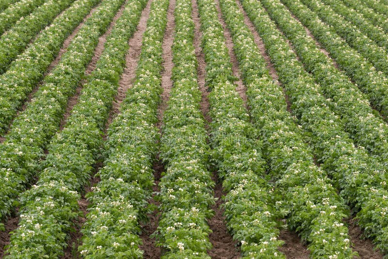 Potato Plants Grow Idaho Farm Agriculture Food Crop