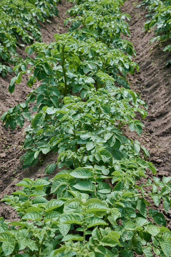 Potato Plants Grow in Rows in a Potato Field. Green Potato Crops Stock