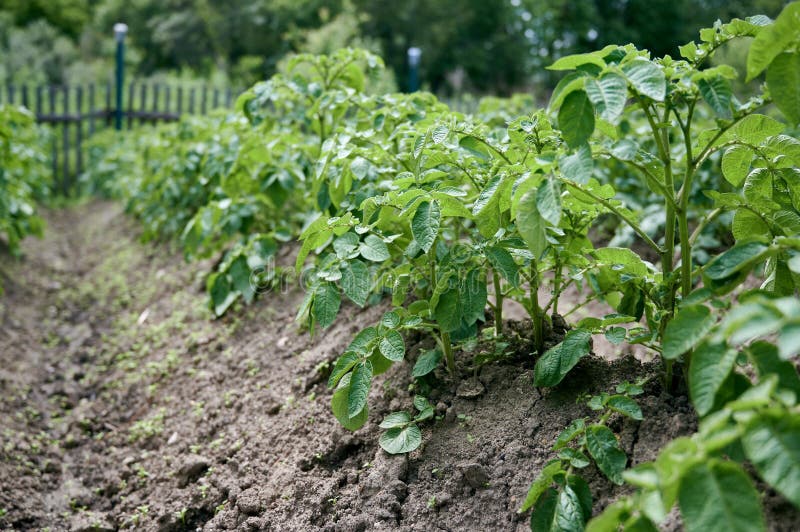 Potato Plants Grow in Rows in a Potato Field. Green Potato Crops Stock
