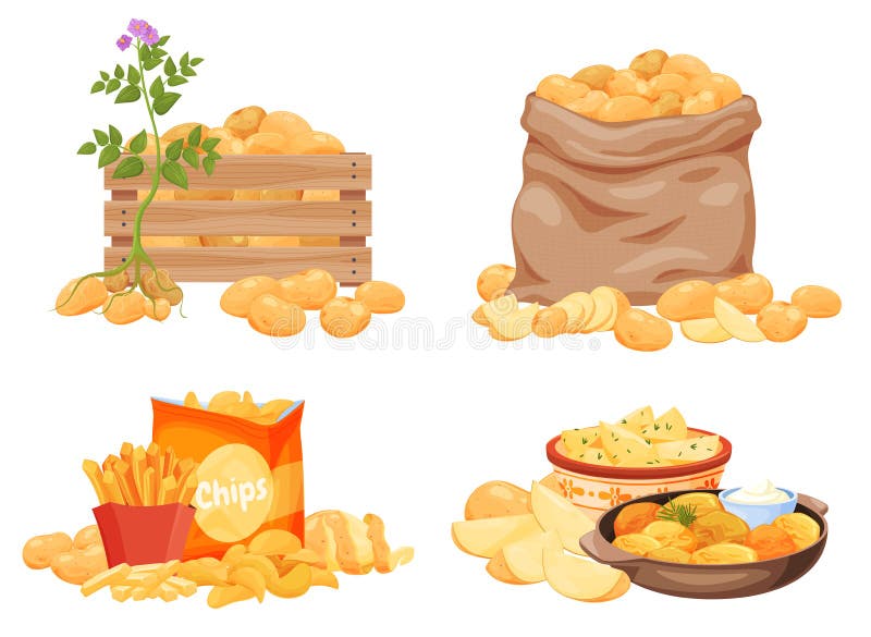 Potato products set vector flat illustration. Chips, boiled, baked, french fries, whole, slice, half vector illustration