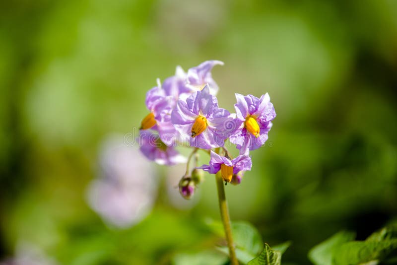 Potato purple flowers stock image. Image of health, healthy 119650381