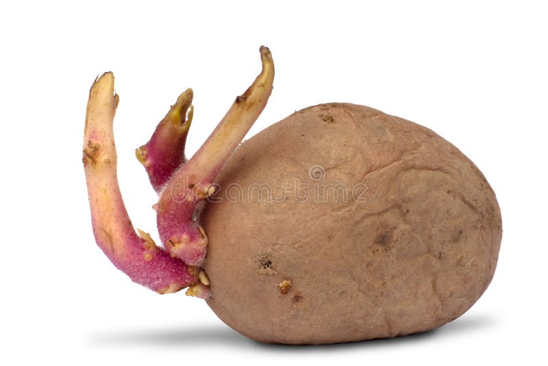 Potato Tuber With Sprouts On White Stock Photo Image 61653828