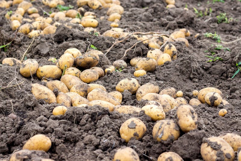 Potato tubers dry in the field on the ground. A good potato harvest_