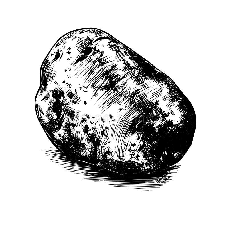 Botanical Drawing Retro Potato Stock Illustrations 38 Botanical