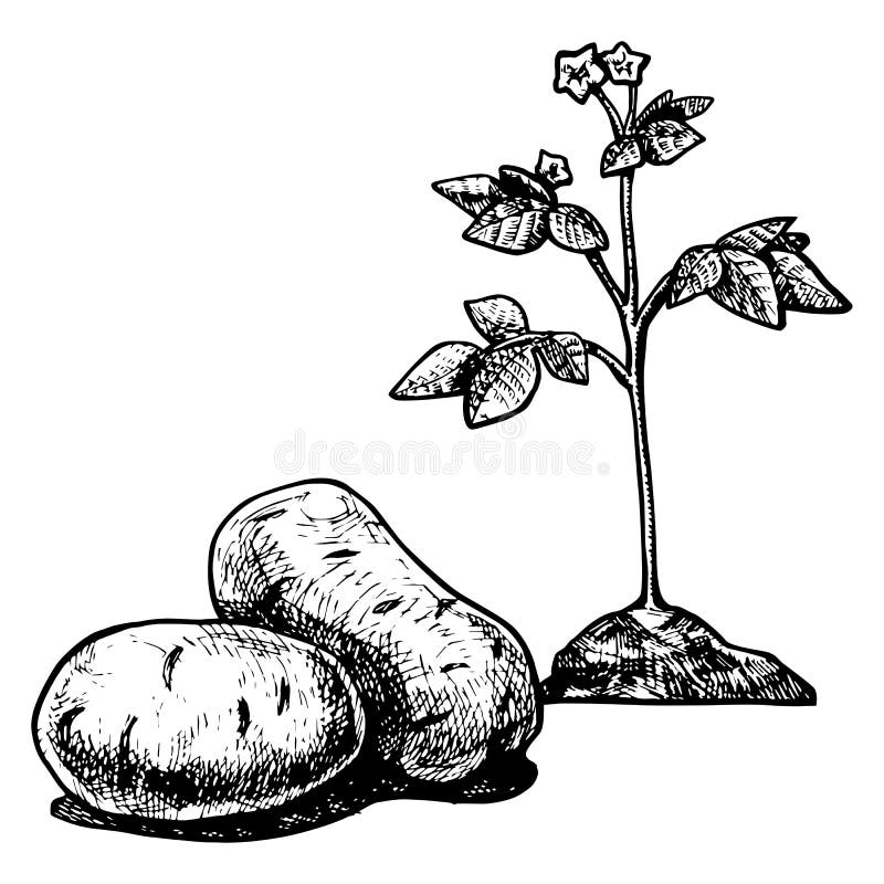 Top more than 128 potato plant drawing super hot seven.edu.vn