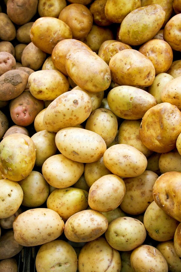 Potato vertical stock image. Image of edible, yellow, brown - 6177469