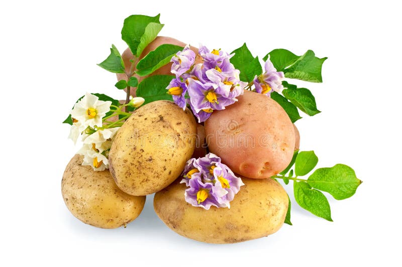 Potato yellow and pink with a flower royalty free stock photo Potato yellow and pink with a flower royalty free stock photo