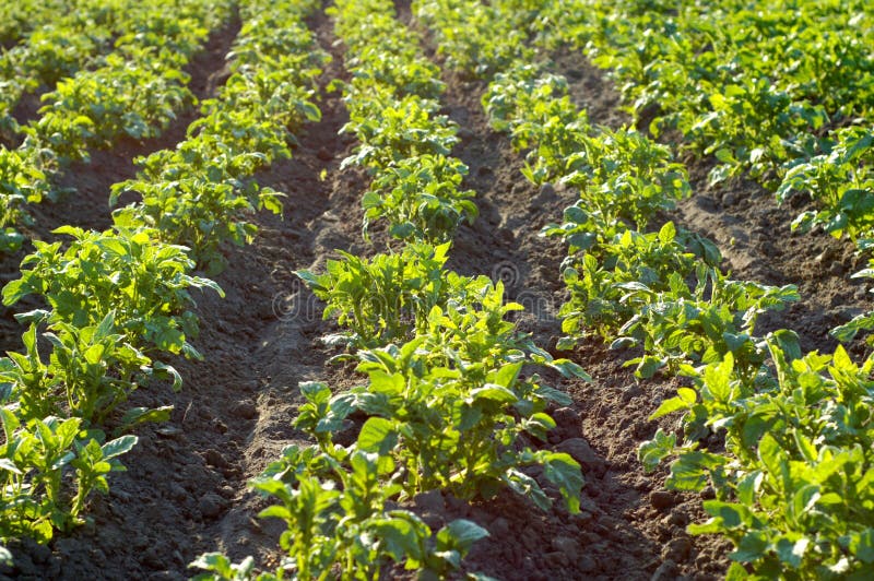 Potatoes royalty free stock image