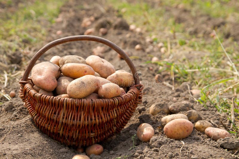 Potatoes in a basket stock image. Image of diet, farm 26249965