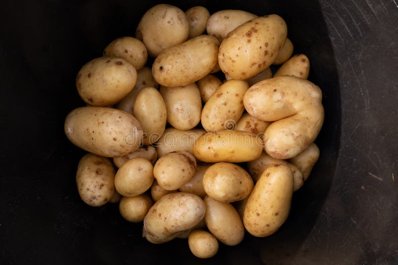 Potatoes in a black bucket stock image. Image of organic 255836693
