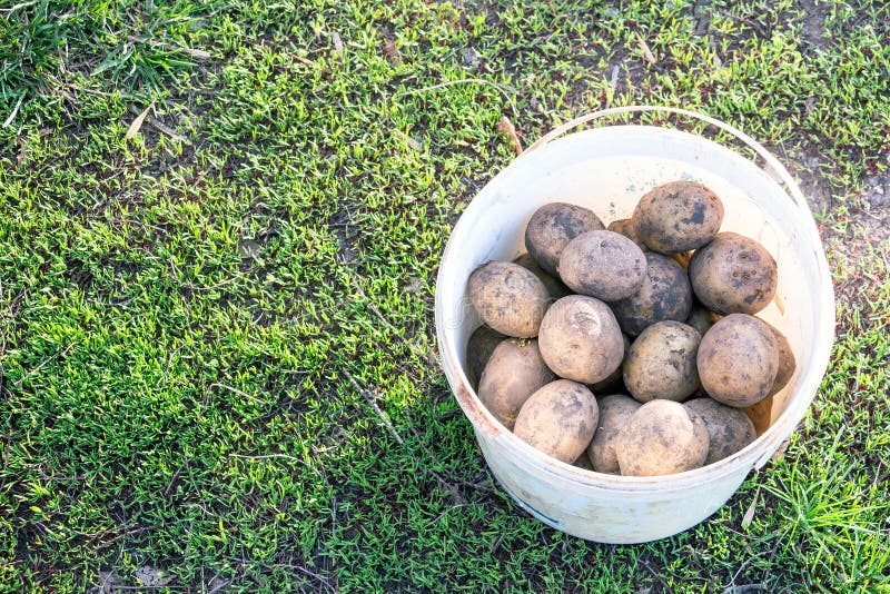 Potatoes in a bucket. stock photo. Image of homegrown 92199422