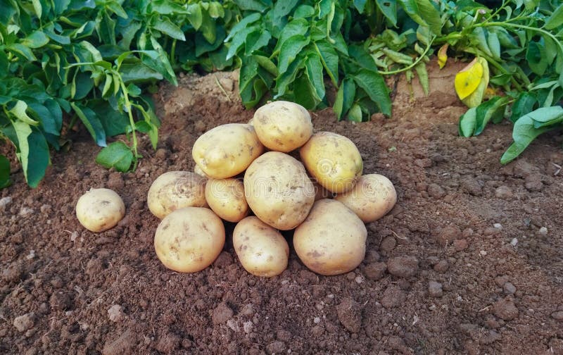 Potatoes on the Ground. Fresh Organic Potatoes in the Field, Harvesting