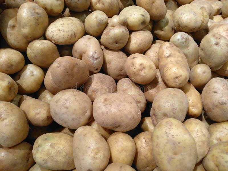 Potatoes Harvested from the Garden with a Source of Carbohydrates Stock